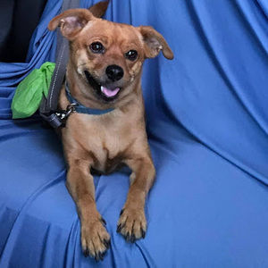 Meet your Posher, J.r